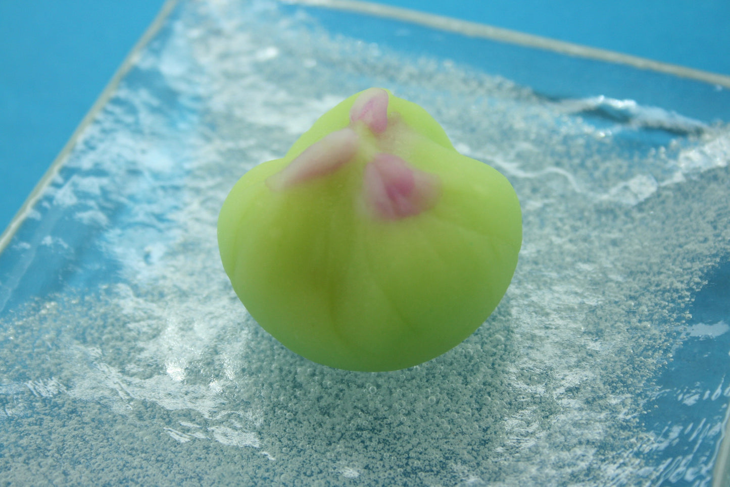 (1244)桔梗（ききょう）