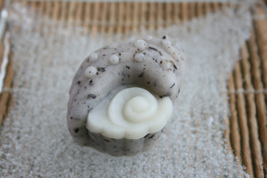 (1248)磯遊び（いそあそび）